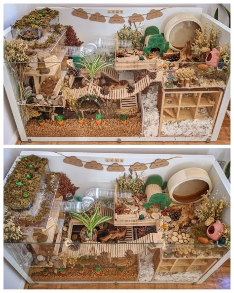 Fairy Garden Hamster Cage, Hamster Cage Ideas Diy Bin, Natural Hamster Cage Ideas, Gerbil Cage Ideas, Hamster Enclosure Ideas, Hedgehog Cage Ideas, Tartaruga Habitat, Diy Hamster House, Kandang Hamster