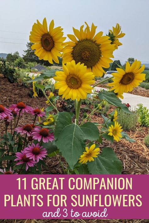 Small Sunflower Garden Ideas, Sunflowers Front Yard, Sunflowers In Garden Ideas, Sunflowers In The Garden, When To Plant Sunflowers Outside, Mammoth Sunflower Garden Ideas, Backyard Sunflower Garden, Flowers That Go With Sunflowers, Sunflower Beds Garden