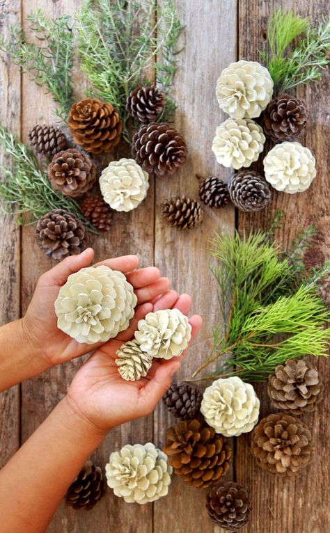 Bleached Pinecones, Bleach Pinecones, Oppgaver For Barn, Thanksgiving Decorations Diy Table, Julkransar Diy, Farmhouse Decorations, Pine Cone Art, Diy Pinecone, Pine Cone Decorations