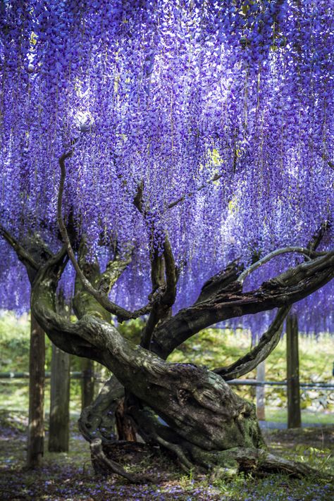 Wisteria Garden, Wisteria Tree, Flowers Growing, Visit Places, Kyushu, 수채화 그림, Unique Trees, Flowering Trees, Nature Aesthetic