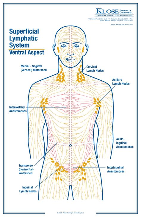 Drainage Massage, Lymph Massage, Lymph System, Lymph Drainage, Massage Benefits, Lymph Nodes, Thai Massage, Massage Techniques, The Human Body