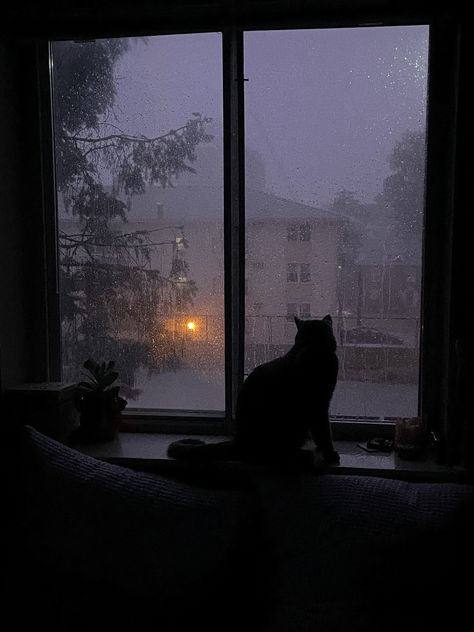 Rainy Wallpaper Aesthetic, Cozy Rainy Night, Cat In Rain, Cat Rain Aesthetic, Raining Outside Window Aesthetic Night, Rainy Day Cat Aesthetic, Cats At Night Aesthetic, Black Cat Night Aesthetic, Dark Nature Aesthetic