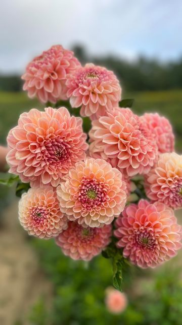 Dahlia Crichton Honey, Crichton Honey Dahlia, Sensory Plants, Coral Dahlia, Mellow Autumn, Peach Dahlia, Rehearsal Dinner Inspiration, Dahlia Varieties, Front Yard Flowers