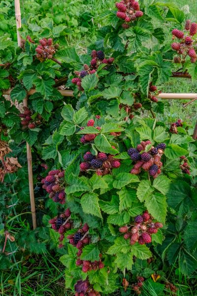 Growing Raspberries - How To Plant & Maintain This Tasty Perennial Crop Homestead Orchard, How To Grow Raspberries, Grow Raspberries, Orchard Ideas, Backyard Nursery, Growing Tomato, Growing Raspberries, Raspberry Plants, Bush Garden