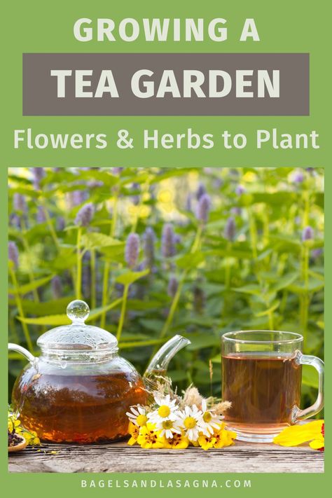 Here is a list of the herbs, plants and flowers you should plant if you're interested in growing a backyard tea garden. Backyard Tea Garden, Growing Tea, Regrow Vegetables, Flowers To Plant, Herbs Plants, Garden Growing, Growing Veggies, Plants To Grow, Life Group