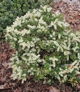 Small Flowering Shrubs, Winter Heath, Types Of Shrubs, Broadleaf Evergreen, Flowering Bushes, Small Shrubs, Corner Garden, Foundation Planting, Crape Myrtle