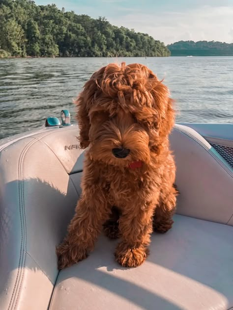 Labradoodle Medium, Labradoodle Mini, Australian Labradoodle Puppies, Bear Puppy, Labradoodle Puppies, Labradoodle Dogs, Australian Labradoodle, Labradoodle Puppy, Potty Training Puppy