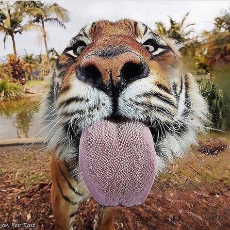 Class clown having his yearbook picture taken : r/AnimalsBeingDerps Tiger Tongue, Tiger Pics, Silly Animal Pictures, Tiger Pictures, Wild Animals Pictures, Pet Tiger, Most Beautiful Animals, Pet Style, Animals Pictures