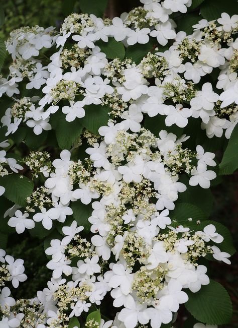 Best Viburnums: Our List of 10 Flowering Bushes Edible Grass, Diy Curb Appeal, Plant Party, Flowering Bushes, Gardening Trends, Perennial Shrubs, Planting Hydrangeas, Garden Animals, Flowering Shrubs