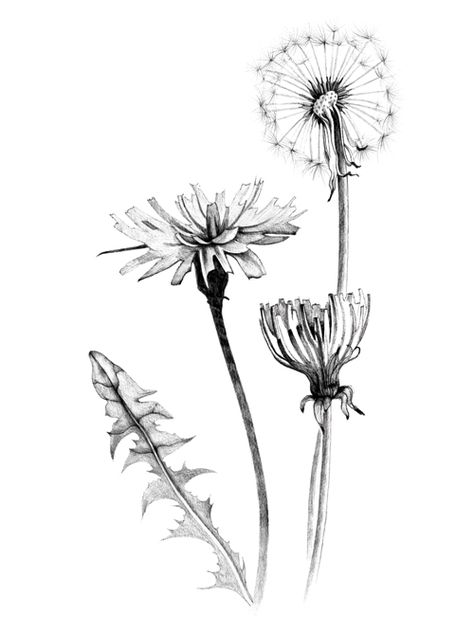 Fairy Dandelion Tattoo, Dandelion Drawing, Dandelion Tattoo, Daughter Tattoos, Sleeve Ideas, Cool Pencil Drawings, Illustration Botanique, Contour Drawing, Flower Sketches