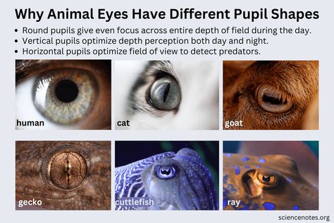 Pupil Shapes, Pupils Eye, Reptile Eyes, Cat Pupils, Eye Pupil, Creature Creation, Iris Eye, Different Types Of Animals, Pallas's Cat