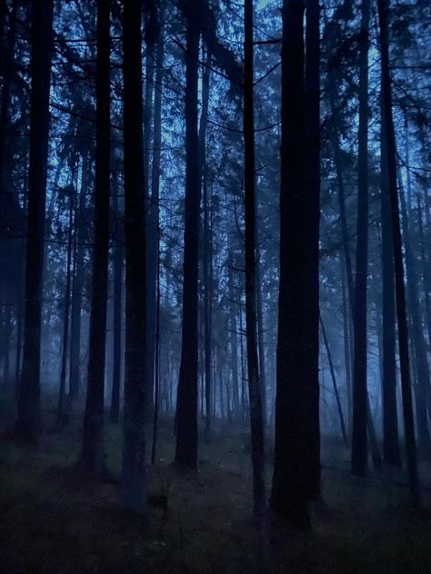 dark forest Gloomy Forest, Night Trees, Forest Core, Dark Woods, Haunted Forest, Dark Tree, Blue Filter, Evergreen Forest, Forest Background