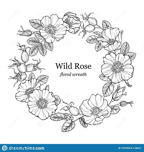 Illustration about Wild rose flowers and berries wreath, round frame. Line art drawing. Outline vector decorative rosehip background. Hand drawn dogrose bouquet. Illustration of botanical, bouquet, medicine - 170195414 Digital Stamps Free, Rose Line Art, Welcome Flowers, Line Art Flowers, Wreath Illustration, Wreath Drawing, Line Art Drawing, Colored Pencil Artwork, Flower Outline