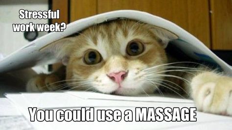 Stressful work week?  You could use a massage! Therapy Business, Funny Cat Photos, She Wolf, A Massage, Funny Captions, Work Week, Massage Therapy, Acupuncture, Crazy Cat Lady