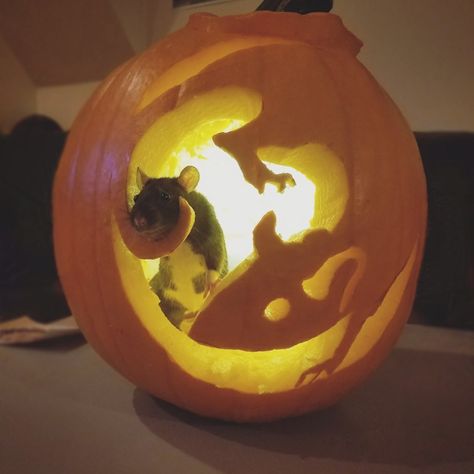 Halloween rat pumpkin carving. Rat Pumpkin Carving Ideas, Possum Pumpkin Carving, Capybara Pumpkin Carving, Rat Pumpkin Carving, Rat Pumpkin, Cool Pumpkins, Pumpkin Carve, Halloween Pumpkin Ideas, Pumpkin Carving Designs