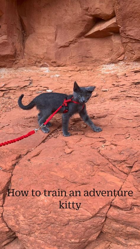 How to train an adventure kitty | Adventure cat, Pets, Funny animals Cat Ideas Diy, Cat Set Up, Stuff For Cats, Diy Cat Stuff, Cat Diys, Adventure Cat, Cat Playground, Cat Ideas, Cat Hacks