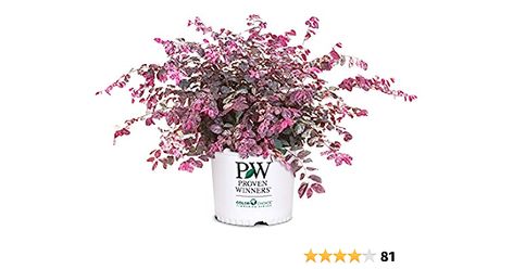 Amazon.com : Proven Winner Jazz Hands Loropetalum, 2 Gal, Variegated Pink and White Foliage : Patio, Lawn & Garden Evergreens For Shade, Southern Living Plant Collection, Purple Foliage, Southern Living Plants, Jazz Hands, Flowering Bushes, Hedging Plants, Foundation Planting, Border Plants