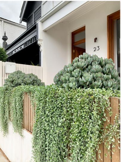 Silver falls and Crassula bluebirds next to a little white bench seat for afternoon hangs. New paving and a raised planter all making an entrance that never fails to wow the passers by. Dichondra Silver Falls, Spa Garden, Silver Falls, Australian Garden, Front Landscaping, Front House Landscaping, Backyard Inspo, Home Landscaping, Garden Landscape Design