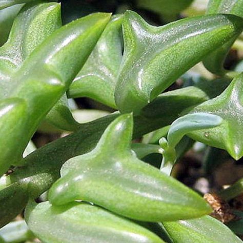 Christmas Cactus Plant, Succulent Potting Mix, Rosemary Plant, Leafy Plants, Christmas Cactus, Unique Plants, Cactus Y Suculentas, Garden Lovers, Rare Plants