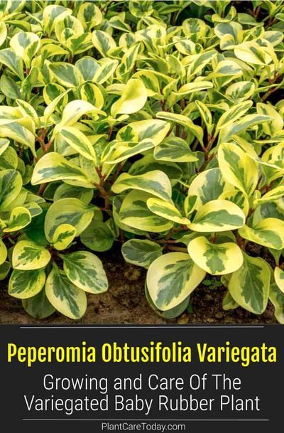 Peperomia Obtusifolia Variegata (Variegated Baby Rubber Plant) evergreen, perennial, fast growth, trailing stem, shiny fleshy leaves, non-showy flowers. [DETAILS] Peperomia Obtusifolia Care, Peperomia Obtusifolia Variegata, Variegated Rubber Plant, Variegated Peperomia, Plant Decoration Ideas, Rubber Plant Care, Baby Rubber Plant, Peperomia Obtusifolia, Peperomia Plant