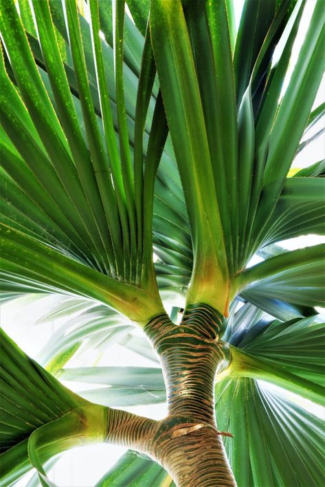 19 tropical plants you can grow in the UK Hardy Tropical Plants Uk, Uk Tropical Garden Plants, Tropical Garden Uk, Tropical Plants Uk, Tropical Planting, Large Leaf Plants, Tropical Garden Plants, Tropical Garden Ideas, Small Tropical Gardens