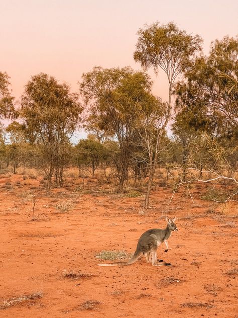 Australia Northern Territory, Australia Desert, Kyle Hunter, Australian Sunset, Aus Travel, Australia Autumn, Alice Springs Australia, Australian Autumn, Rural Australia