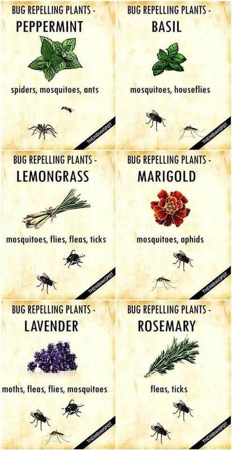 Different Types Of Plants, Plants That Repel Bugs, Mosquito Plants, Plant Bugs, Magia Das Ervas, Mosquito Repelling Plants, Fragrant Plant, Have Inspiration, Garden Pests