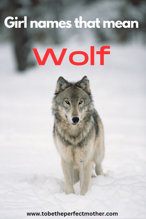 Wolf Personality, Wolf Picture, Female Wolf, Names For Wolves, Therian Name Ideas, Native American Girl Names, Wolf Pack Names Ideas, Wolf Witch, Wolf Names