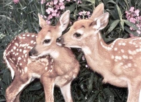 Baby Animals Funny, Baby Deer, Pics Art, Narnia, 귀여운 동물, Animals Friends, Beautiful Creatures, Animal Kingdom