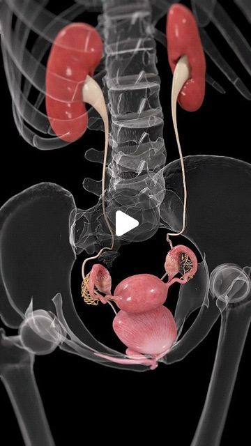 Human Body Organs Anatomy, Education Animation, Uterus Anatomy, Pregnancy Anatomy, Female Reproductive System Anatomy, Human Body Science Projects, Human Anatomy Female, Digestive System Anatomy, Inside Human Body