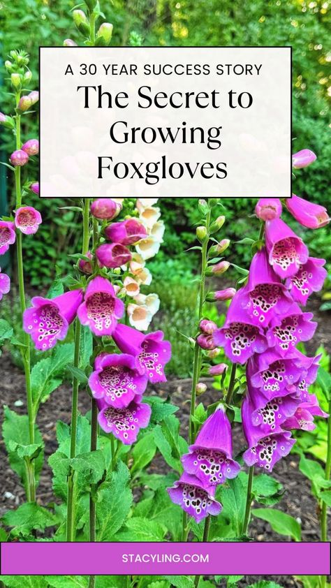 Discover the secrets to growing stunning foxgloves, even if you've struggled for years! Learn about planting, care, pest control, and propagation from a gardener who finally cracked the code after 30 years. Your dream foxglove garden is within reach. Foxglove Garden, Foxglove In Garden, Foxgloves In Garden, Foxglove Flower How To Grow, Foxglove Care, Fox Glove, Foxglove Flower, Foxglove Flower Garden, Fox Gloves