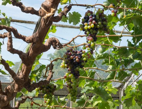 Planting and growing grape vines in The UK - Larch Cottage Nurseries Grapes Planting Ideas, Grapevine Growing, Training Vines, Cottage Nursery, Alan Titchmarsh, Backyard Kids Play Area, Large Greenhouse, Above Ground Pool Decks, Growing Grapes