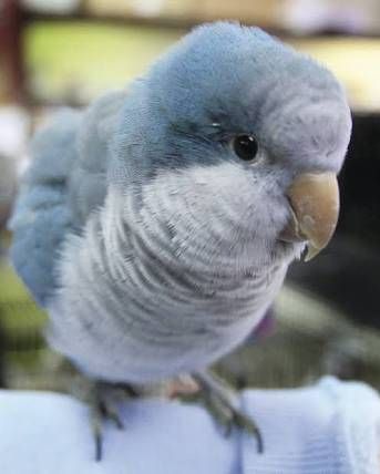 LOST QUAKER: 11/06/2017 - Coburg, Victoria, VIC, Australia. Ref#: L31434 - #ParrotAlert #LostBird #LostParrot #MissingBird #MissingParrot #LostQuaker #MissingQuaker Colourful Birds, Blue Quaker Parrot, Quaker Parrot, Monk Parakeet, Birds For Sale, Parrot Bird, Exotic Birds, Pretty Birds, Colorful Birds