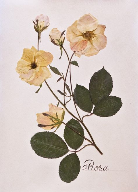 Pressed Flower Crafts, Heirloom Roses, Lily Tattoo, Dried And Pressed Flowers, Pressed Flower Art, Dry Leaf, Eco Printing, How To Preserve Flowers, Pictures To Draw