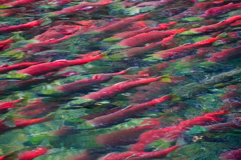 Pnw Animals, Salmon Swimming, Kokanee Salmon, Steelhead Trout, Alaska Fishing, Sockeye Salmon, Salmon Run, Salmon Fish, Fishing Pictures