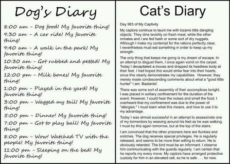 Oh my life this is too funny!  Dog's Diary vs Cat's Diary.  The cat's diary had me laughing way too hard! The Bloodhound Gang, Cat Diary, Cat Vs Dog, Haters Gonna Hate, Laughing So Hard, Crazy Cat Lady, Bones Funny, Dog Person, I Love Dogs