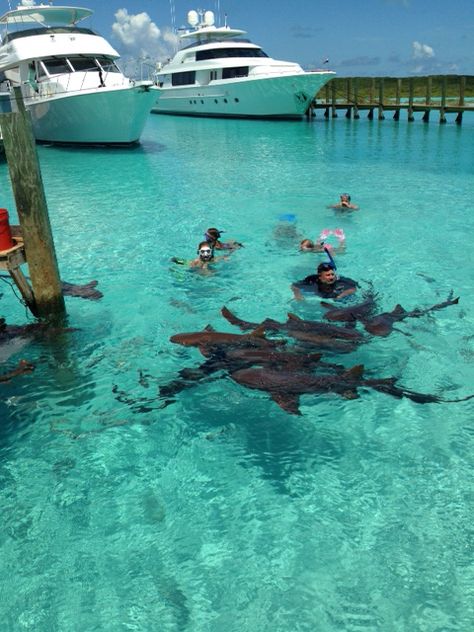 Swimming with the nurse sharks on Compass Cay.  Part of the day tour from Georgetown, Exumas. Oasis Live, Exuma Bahamas, Hurghada Egypt, Nurse Shark, Magical Adventure, Egypt Tours, Crystal Water, The Nurse, Dream Places