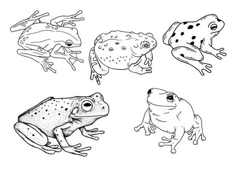 Frog Tattoo Set Vector (EPS, SVG) Fine Line Frog Tattoo, Frog On Lily Pad Tattoo, Frog Tattoo Simple, Wizard Frog Tattoo, Poison Dart Frog Tattoo, Simple Frog Tattoo, Frog Line Art, Small Frog Tattoo, Frog Flash Tattoo