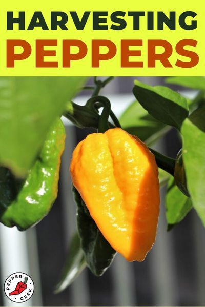 Knowing when to pick peppers is critical. Learn when to harvest peppers of all types, from bell peppers to jalapenos, habaneros, ghost peppers and more. Harvesting peppers is easy! #harvesting #peppers #whentopick #picking #gardening #spicy Harvesting Peppers, Raised Veggie Gardens, Growing Hot Pepper, Grow Peppers, Growing Peppers, Red Jalapeno, Garden Problems, Vegetable Garden Tips, Scale Insects