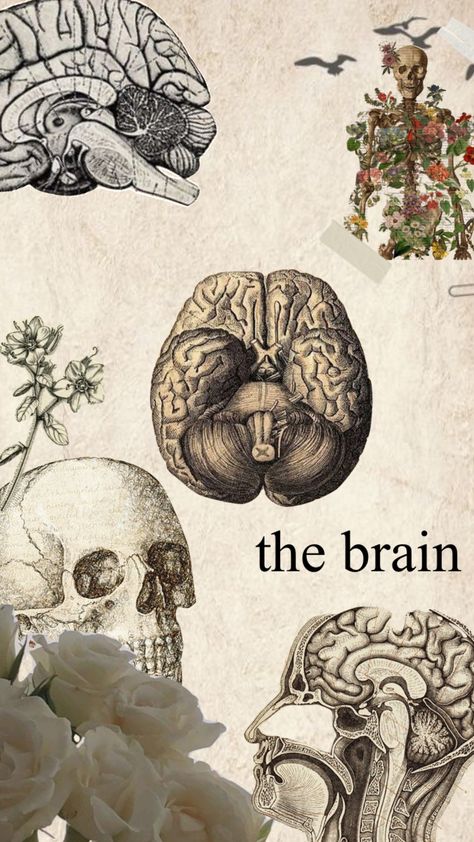 #brain #medicine #collage #vintage Brain Vintage Illustration, Psychology Aesthetic Art Vintage, Vintage Psychology Poster, Aesthetic Brain Wallpaper, Brain Asthetic Picture, Brain Anatomy Wallpaper, Human Brain Aesthetic, Vintage Medicine Aesthetic, Brain Wallpaper Aesthetic