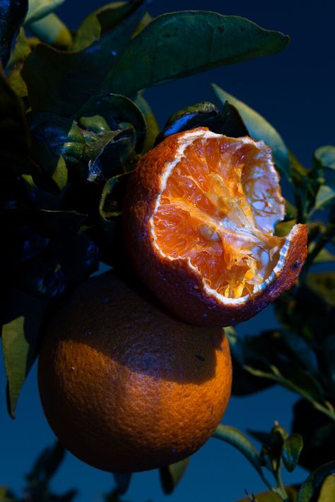 Rotten Food Photography, Nature Art Photography, Slice Of Life Photography, Fruits Photography Creative, Modern Still Life Photography, Oranges Photography, Eden Aesthetic, Foliage Photography, Simple Photos