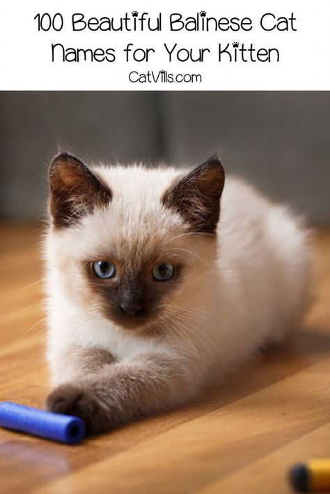 Looking for some beautiful Balinese cat names for your stunning new feline friend? Check out 100 ideas that we love for both boys and girls! Small Cat Breeds, Balinese Cat, Kitten Names, Cat Ideas, Support Groups, Cat Breed, Cat Mom Gifts, Adorable Cats, Lou Lou