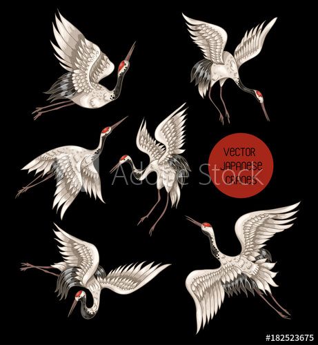 Stock Image: Japanese white cranes in different poses for your design (embroidery, textiles, printing) White Crane Tattoo, Crane Drawing, Japanese Cranes, Crane Tattoo, Sandhill Crane, Japanese White, White Crane, Crane Design, Japanese Crane