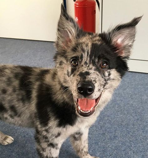 30 Outstanding Names For Australian Shepherd Dogs | Dogtime Two Australian Shepherds, Australian Shepherd Mix Puppy, Australian Shepherd Puppy Black, Australian Puppies, Australian Shepherd Husky, Australian Shepherd Two Colored Eyes, Merle Australian Shepherd, Australian Shepherd Mix With Blue Healer, Best Dog Names