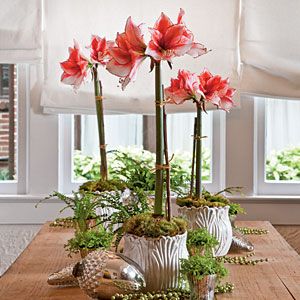 Amaryllis Amaryllis Arrangement, Amaryllis Bulbs, Christmas Flowers, Deco Floral, Ikebana, Love Flowers, Container Gardening, Flower Power, Indoor Plants