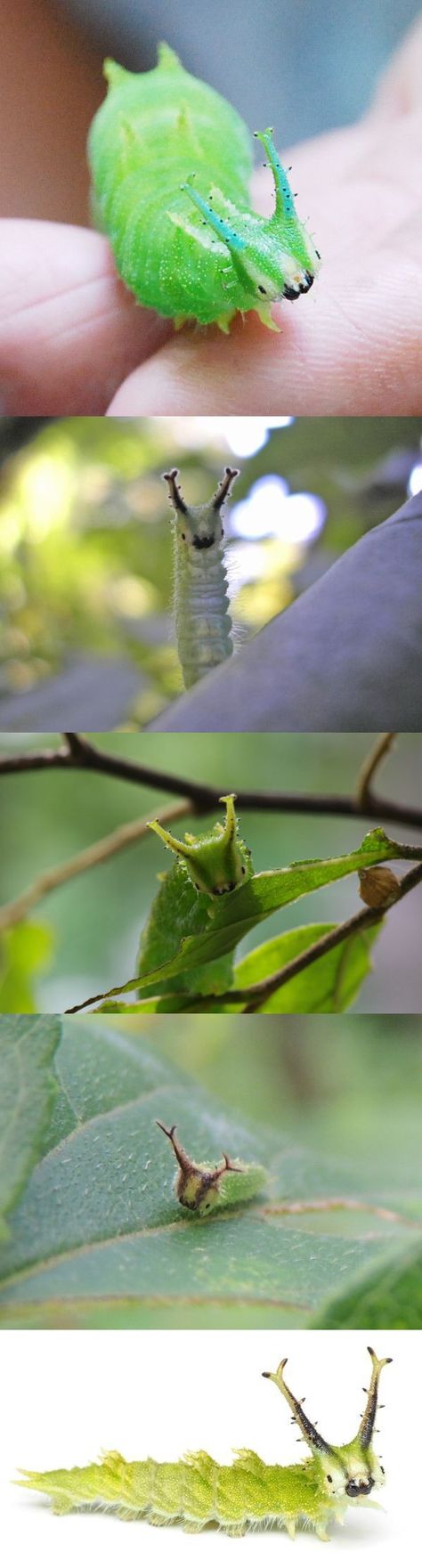 Caterpillar Reference, Caterpillar Character Design, Caterpillar Drawing, Emperor Caterpillar, Crazy Caterpillars, Emperor Butterfly, Butterfly Identification, Cute Caterpillar, Japanese Emperor