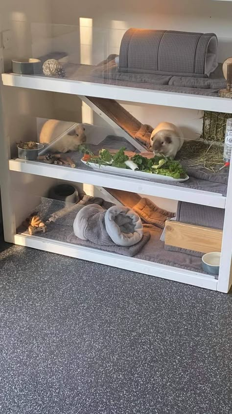 Indoor Guinea Pig Cage, Guine Pig, Diy Guinea Pig Cage, Guinea Pig Diy, Hamster Habitat, Guinea Pig House, Bunny Room, Pet Bunny Rabbits, Indoor Rabbit