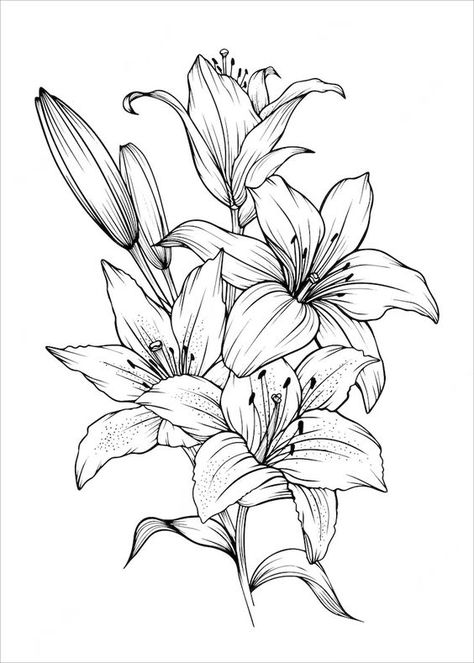 Premium Vector | Vector hand drawn lily bouquets lily flowers Tattoo Sketches, Lilies Drawing, Lilly Flower, Lily Bouquet, Flower Sketches, Drawing Images, Vector Artwork, Lily Flower, Line Art Drawings