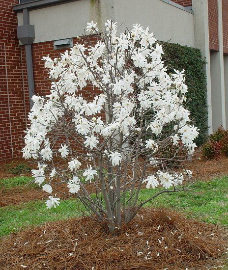 Magnolia Stellata. Magnolia Shrub, Magnolia Bush, Magnolia Denudata, Courtyard Plants, Magnolia Stellata, Magnolia Grandiflora, Patio Trees, Planting Plan, Corner Garden