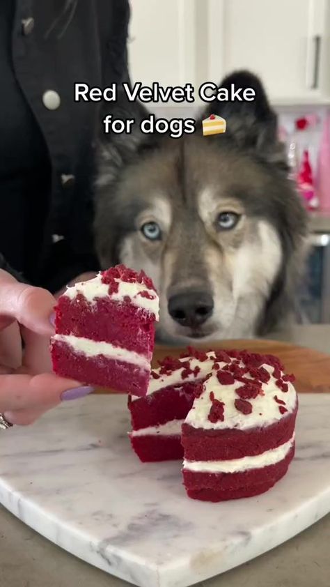 4.9K views · 76 reactions | Super cute & easy recipe, perfect for Valentines Day! 🍰 #redvelvet #cake #dog #treatyourself | The husky fam | The husky fam · Original audio Dog Friendly Cake, Cake For Dogs, Redvelvet Cake, Dog Cake Recipes, Cake Dog, Pet Treats Recipes, Easy Dog Treat Recipes, Dog Biscuit Recipes, Easy Dog Treats